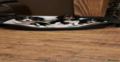 Cavalier King Charles Spaniel dogs Cavalier King Charles Puppies Available - Advert 6