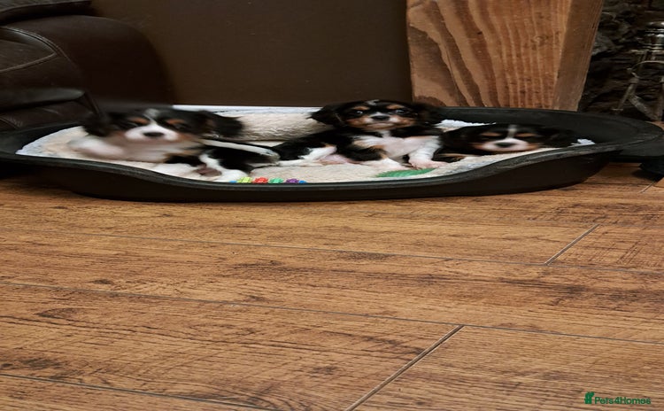 Cavalier King Charles Spaniel dogs - Advert 12