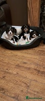 Cavalier King Charles Spaniel dogs Cavalier King Charles Puppies Available - Advert 6