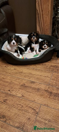 Cavalier King Charles Spaniel dogs - Advert 2