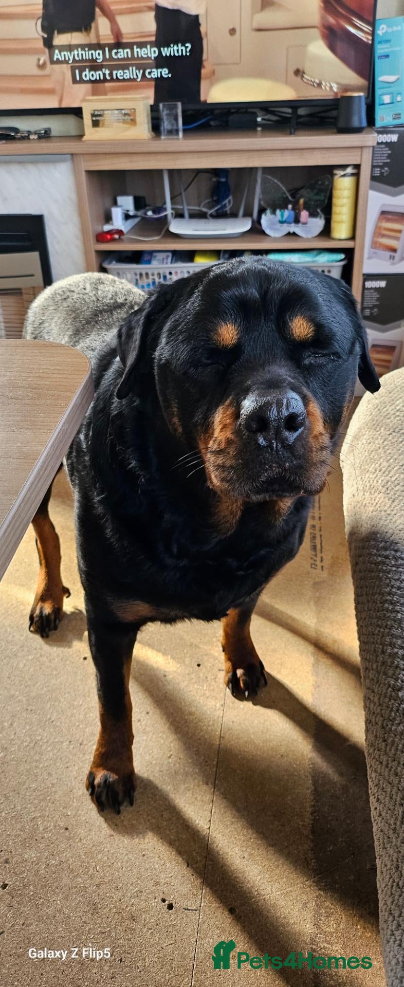 Rottweiler dogs MARLEY READY FOR STUD - Advert 12