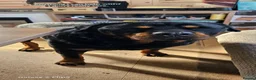 Rottweiler dogs for stud: MARLEY READY FOR STUD - Advert 1