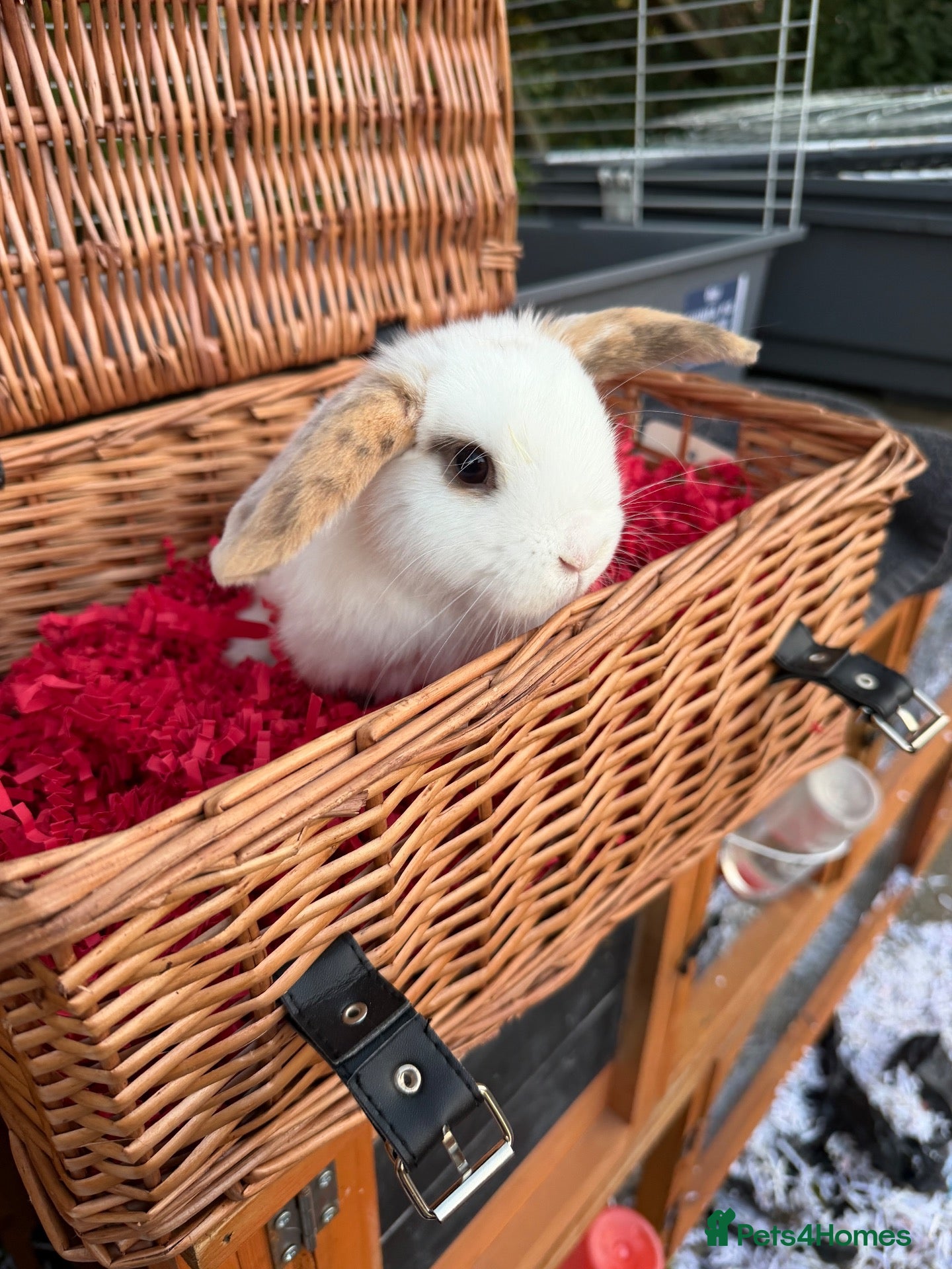 Mini Lop rabbits 2 lops & 1 Dutch left available - Advert 2