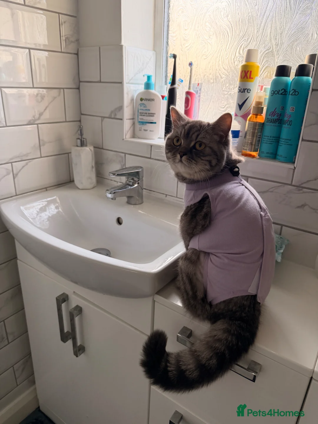 British Shorthair cats for sale: British Shorthair Cat for Sale in Northampton - Advert 2