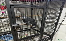 Parrots birds for sale: African Grey Parrot (Male for sale!) - Image 10