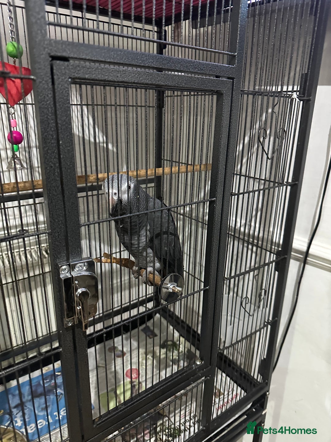 Parrots birds for sale: African Grey Parrot (Male for sale!) - Image 10