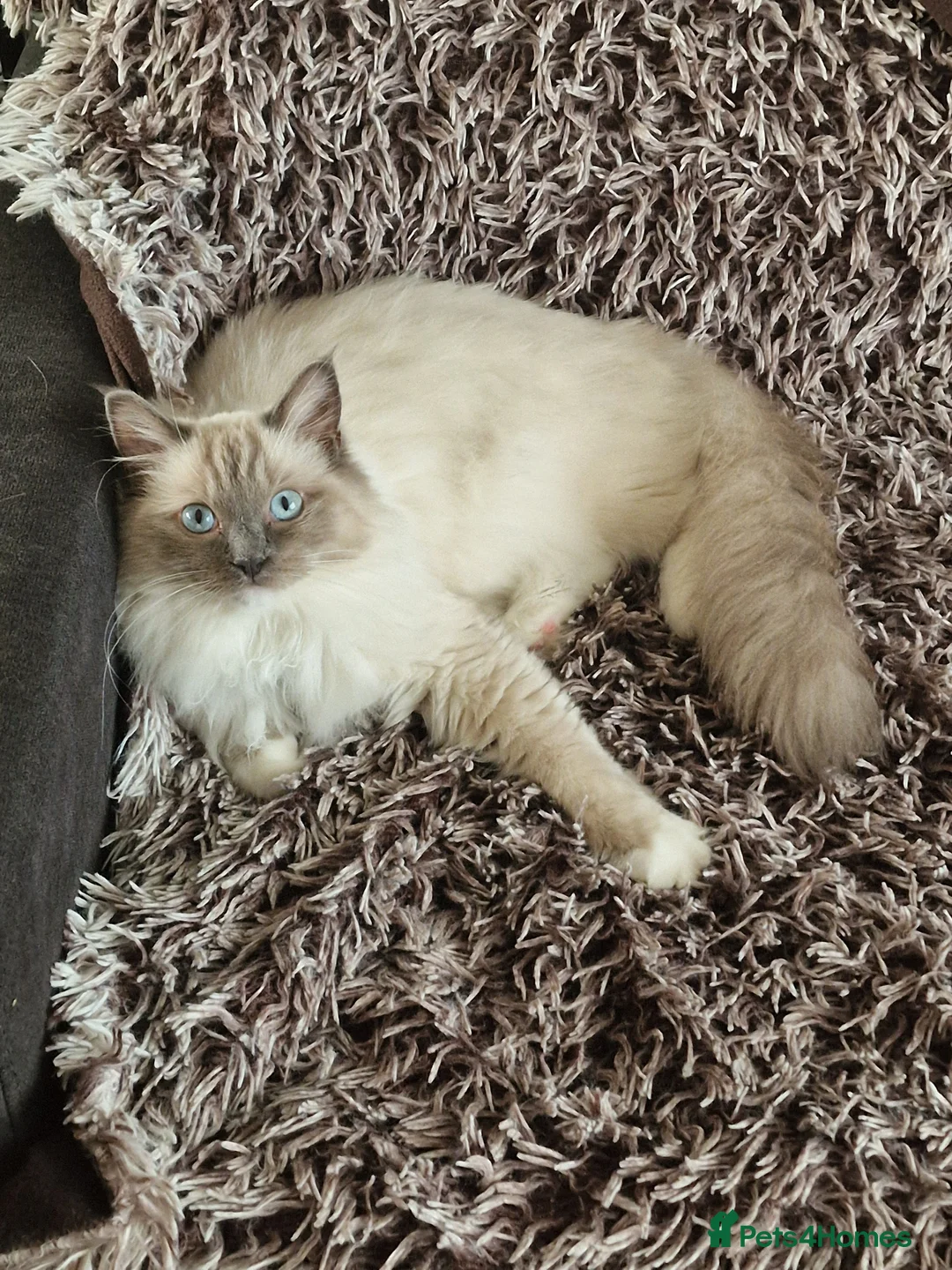 Ragdoll cats for sale: Stunning Blue–Ragdoll Kittens for Sale ✨ - Advert 11