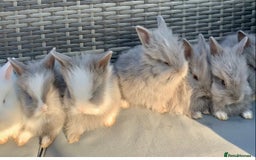 Lionhead rabbits for sale: 7 Beautiful double mane Lionhead Bunnies  - Image 1