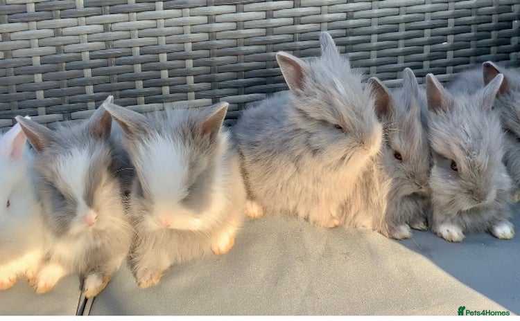 Lionhead rabbits - Advert 2