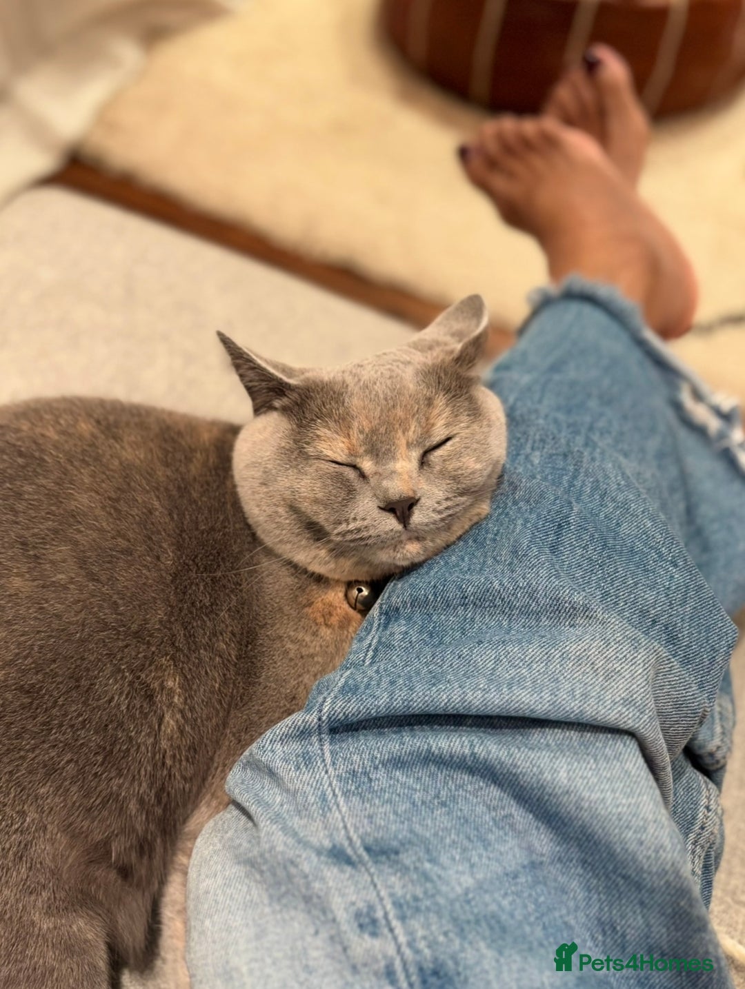 Scottish Fold cats for sale: Beautiful 3 Yr Old Scottish Fold - Advert 6