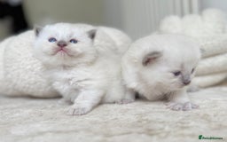 Ragdoll cats for sale: BLUE POINT RAGDOLL KITTENS - Image 12