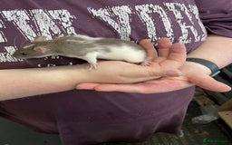 Rat rodents for sale: 3 female rats and enclosure - Advert 5