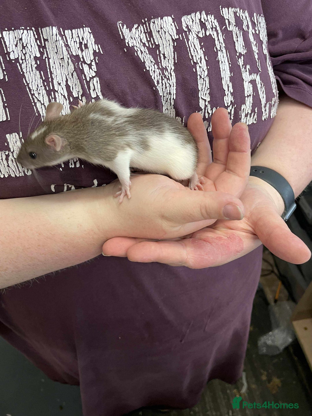 Rat rodents for sale: 3 female rats and enclosure - Advert 5