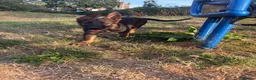 German Shepherd dogs for sale: Working Line GSD × Belgian Puppies – Ready Now - Advert 29