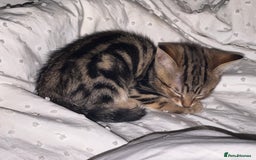 Bengal cats for sale: 5 females bengal cats  - Image 13