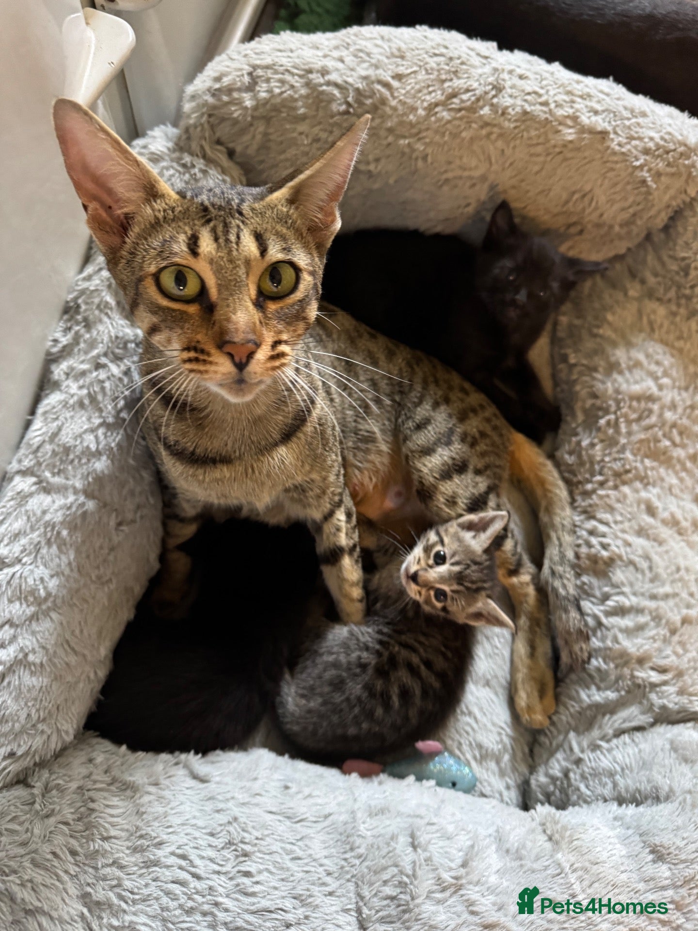 Mixed Breed cats for sale: Gorgeous Savannah kittens  - Advert 1