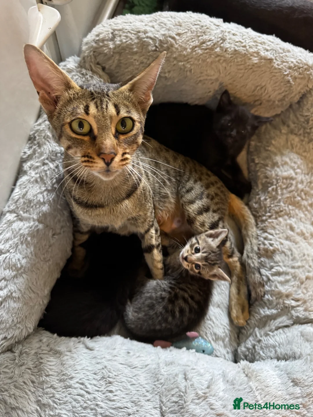 Mixed Breed cats for sale: Gorgeous Savannah kittens  - Advert 1