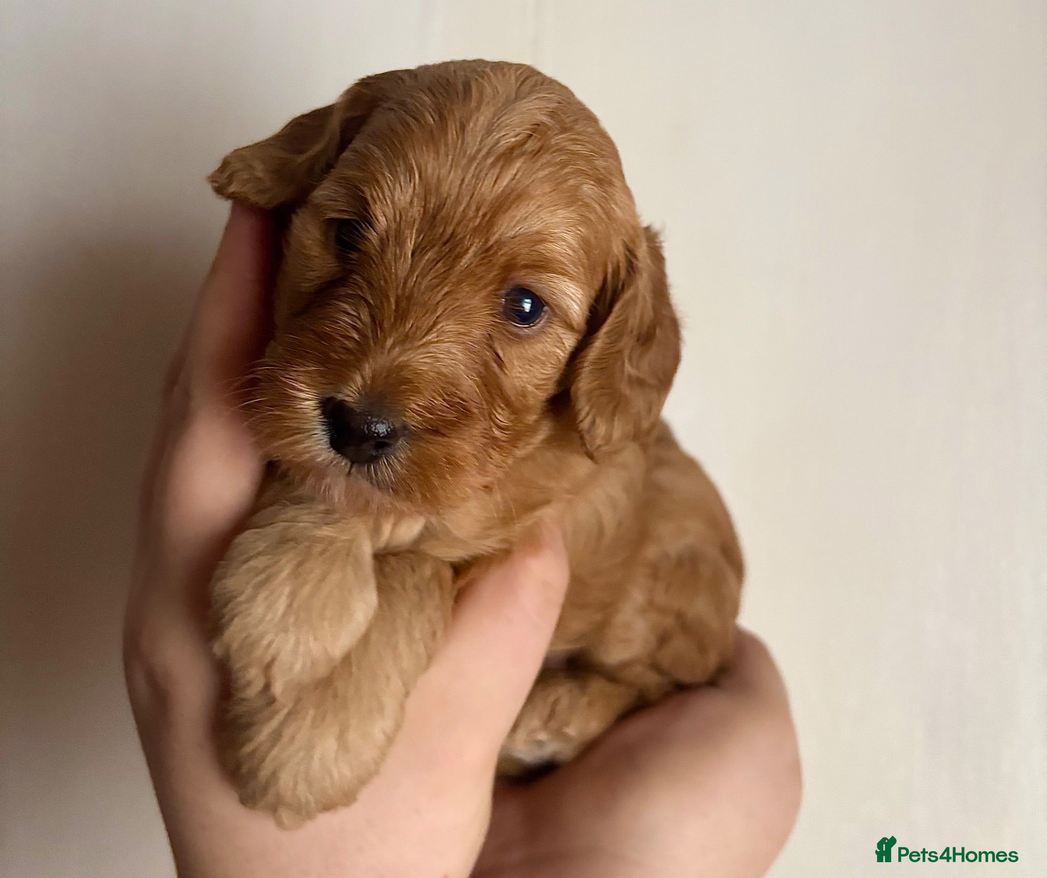 Cockapoo dogs Red Girl Cockapoo - Advert 1