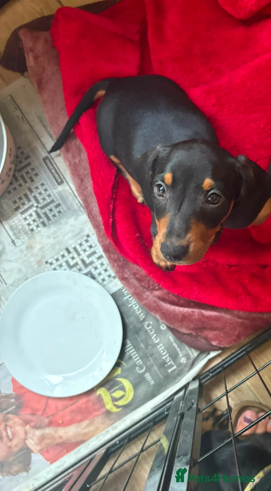 Dachshund dogs for sale: Dachshund  - Advert 2
