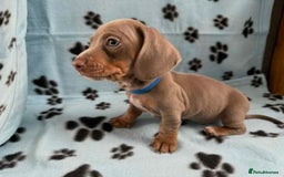 Miniature Dachshund dogs for sale: STUNNING MINIATURE DACHSHUND PUPPIES - Image 4
