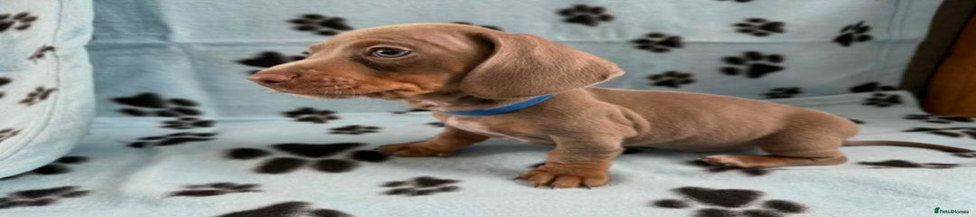 Miniature Dachshund Puppy 1
