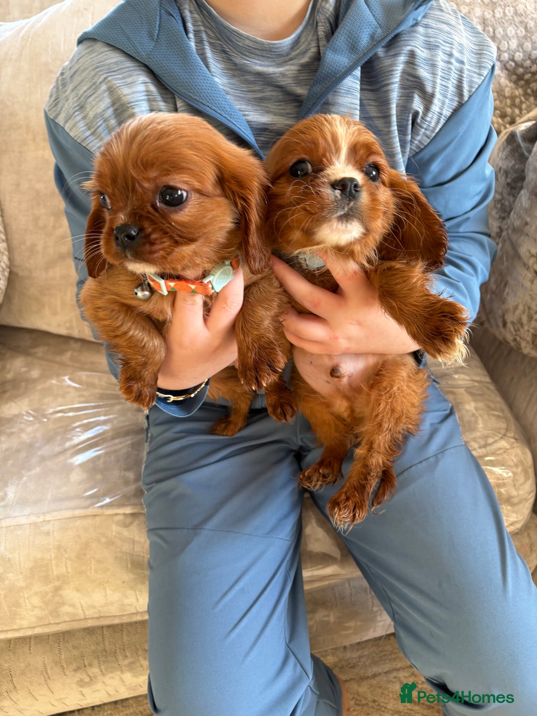 Cavalier King Charles Spaniel dogs for sale: Cavalier King Charles pups  - Advert 7