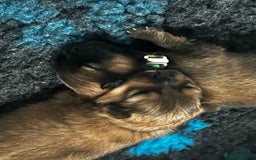 Pomeranian dogs for sale: Gorgeous Pomeranian Puppies, 2 Boys and Two Girls - Image 15