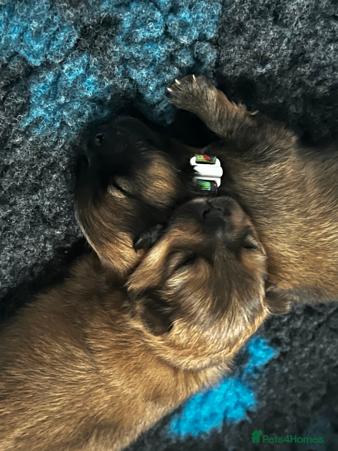 Pomeranian dogs for sale: Gorgeous Pomeranian Puppies, 2 Boys and Two Girls - Image 15