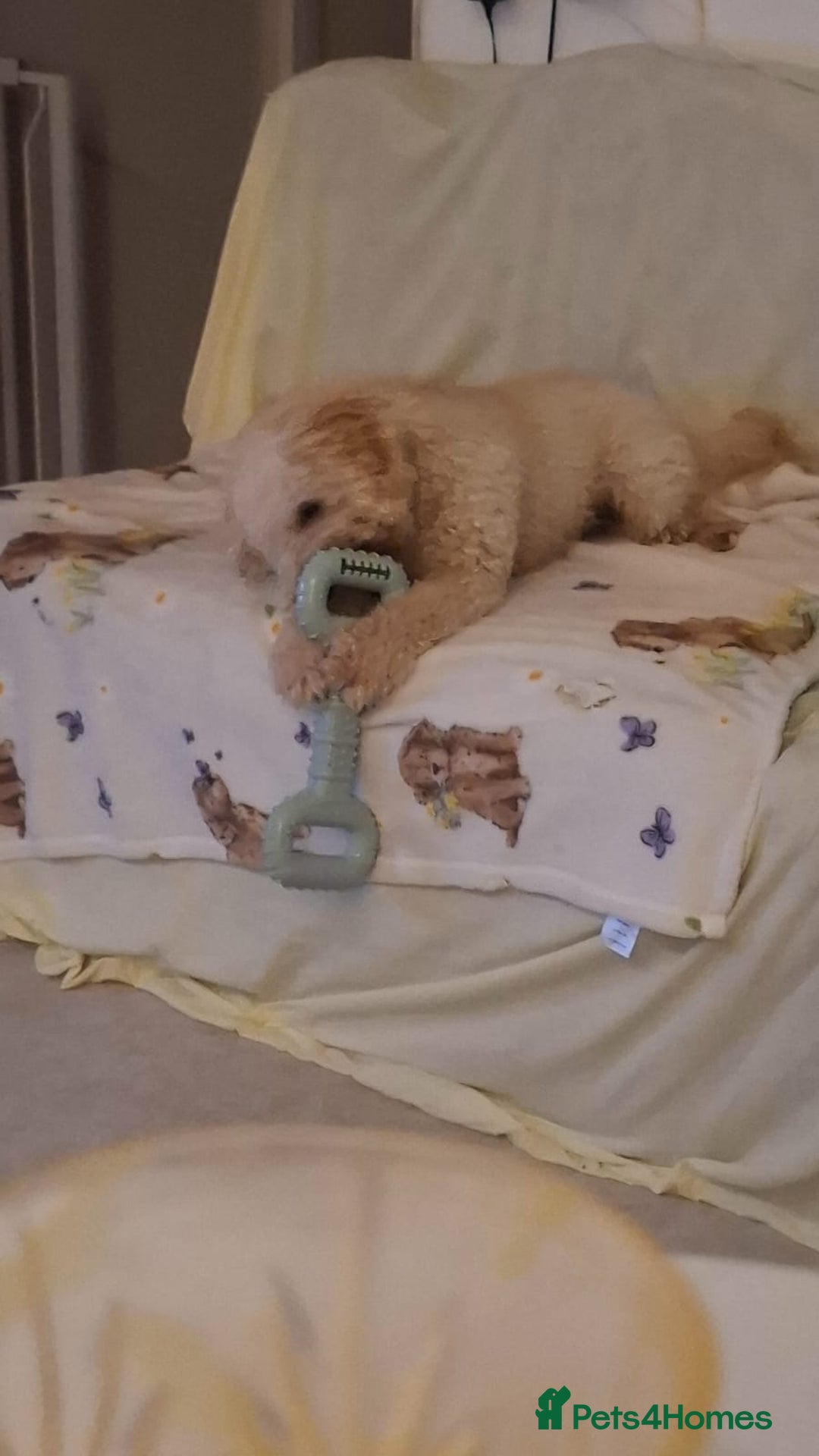 Toy Poodle dogs for sale: Beautiful, Loving Male Toy Poodle Available Now - Image 5