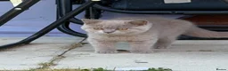 British Shorthair cats for sale: 2 gorgeous boys tica reg can be active  - Advert 2
