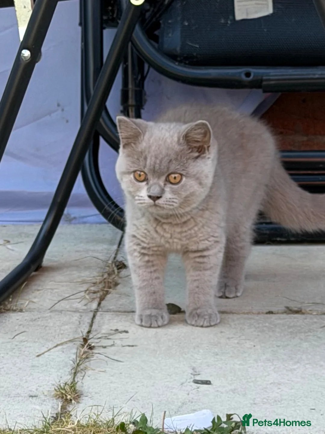 British Shorthair cats for sale: 2 gorgeous boys tica reg can be active  - Advert 2