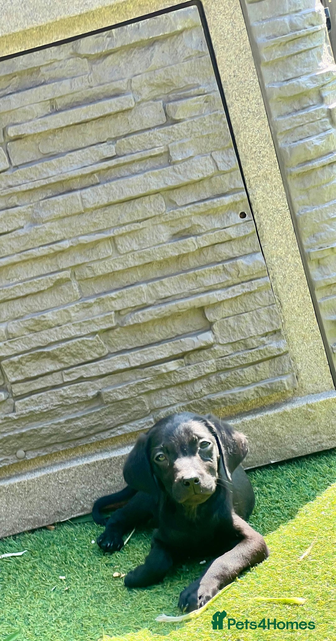 Labrador Retriever dogs for sale: Stunning litter of Black Labrador puppies  in Lydbury North - Image 20