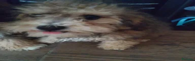 Poochon 1