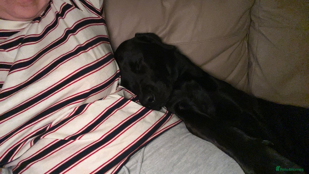 Labrador Retriever dogs for sale: Beautiful Labrador  - Advert 4