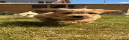 Goldendoodle dogs for sale: Goldendoodle pups Born 25 March 2026 - Advert 4