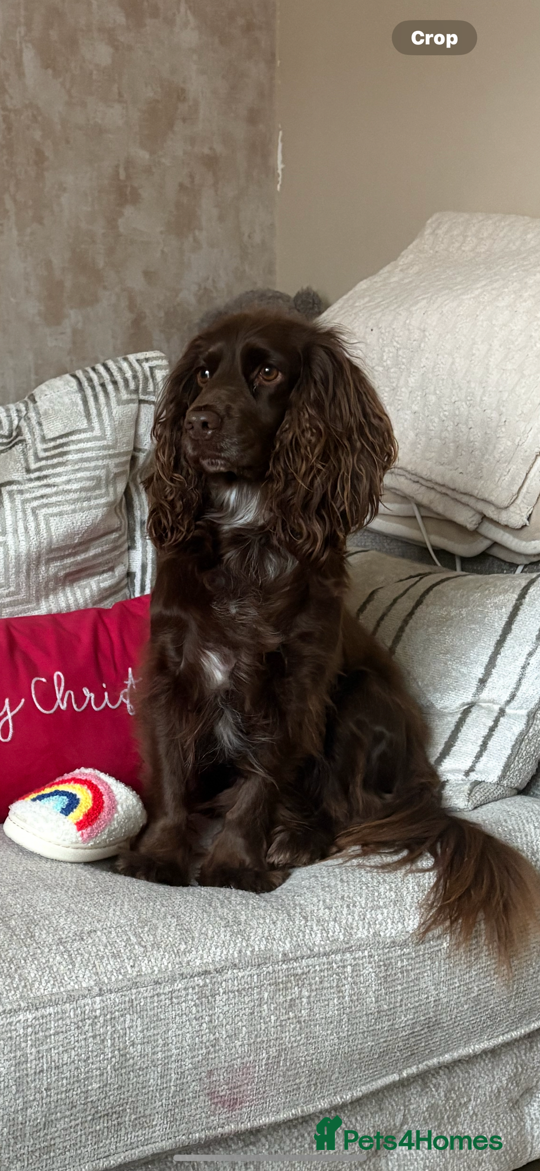 Cocker Spaniel dogs for sale: Puppies due 03/02/26 - Advert 6