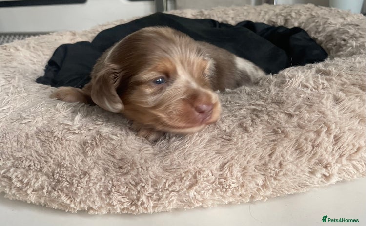 Miniature Dachshund dogs - Advert 1