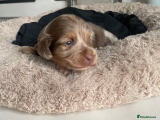 Miniature Dachshund dogs Kc reg choclate & tan dapple mini male dachshund - Advert 6