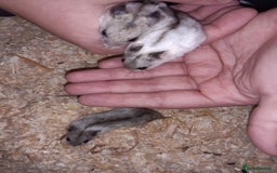 Hamster rodents for sale: Baby Chinese hamsters ready now  - Image 7