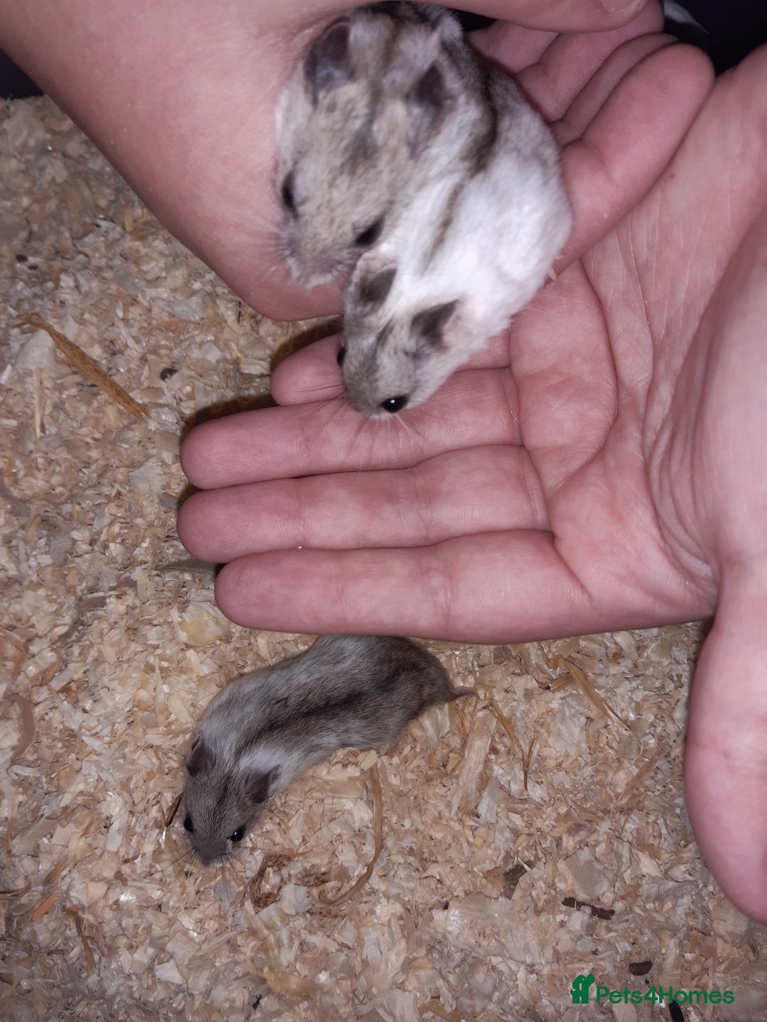 Hamster rodents for sale: Baby Chinese hamsters ready now  - Image 7