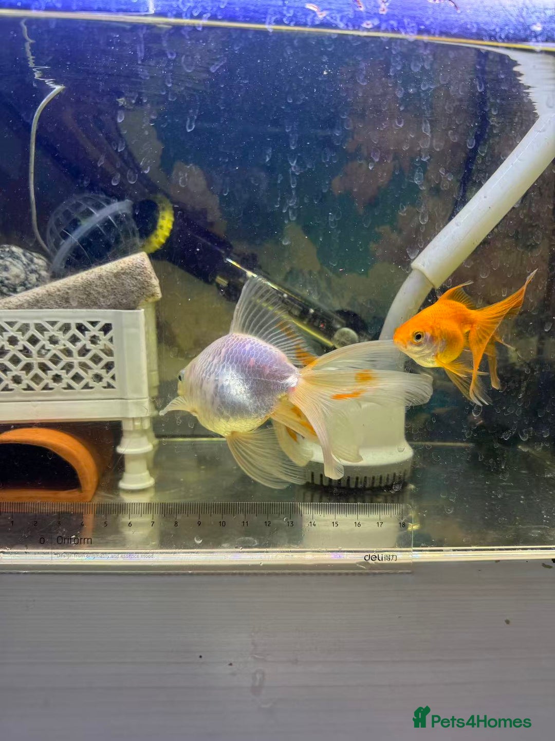 Goldfish fish for sale: 2 Goldfish – Includes Free Remaining Fish Food - Advert 1
