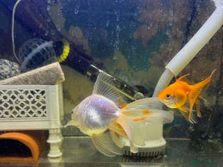 Goldfish fish 2 Goldfish – Includes Free Remaining Fish Food - Advert 1