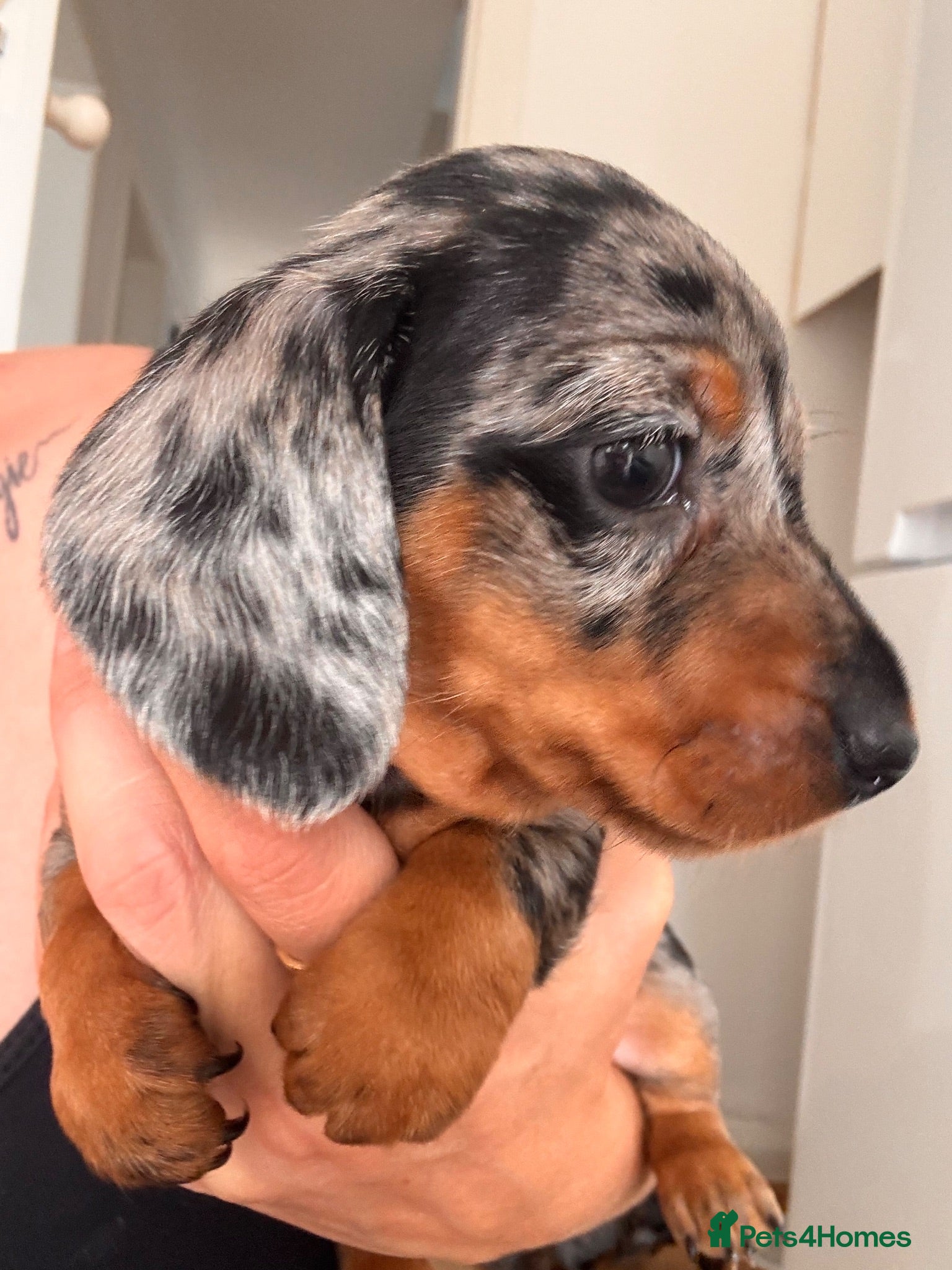 Miniature Dachshund dogs Miniature Dachshund Puppies 3 Girls & 1 Boy 🐾 - Advert 2