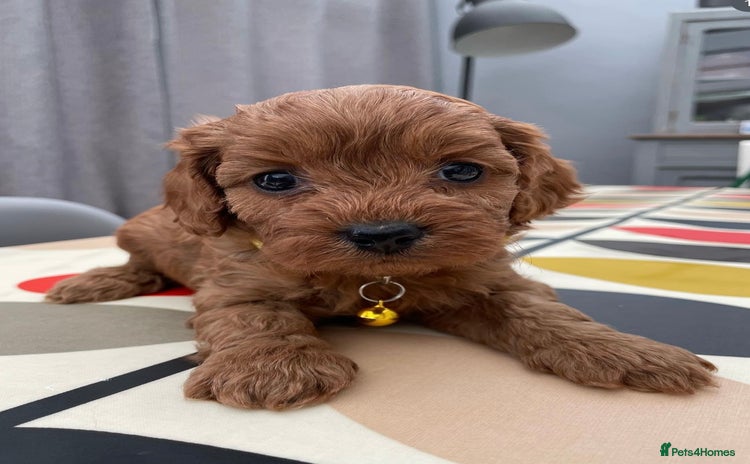 Cavapoo dogs CAVAPOO 5* LICENSED BREEDERS - Advert 2