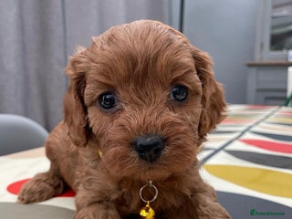 Cavapoo dogs CAVAPOO 5* LICENSED BREEDERS - Advert 5
