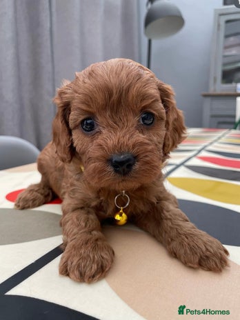 Cavapoo dogs CAVAPOO 5* LICENSED BREEDERS - Advert 1