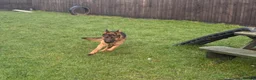 German Shepherd dogs for sale: Stunning male German shepherd for sale - Advert 2