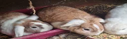 Mixed Breed rabbits for sale: Rabbits To Go To a Good Home in Doncaster - Advert 9