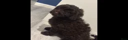 Cockapoo dogs for sale: Beautiful cockapoo girl for sale - Advert 2