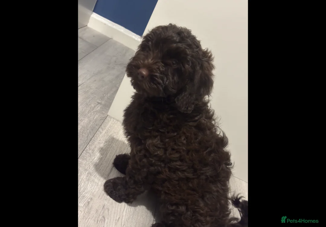 Cockapoo dogs for sale: Beautiful cockapoo girl for sale - Advert 2